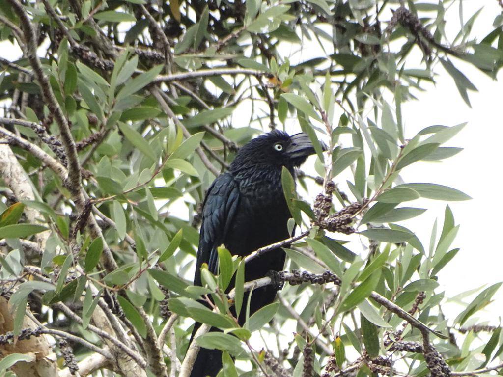 Burung Greater Ani