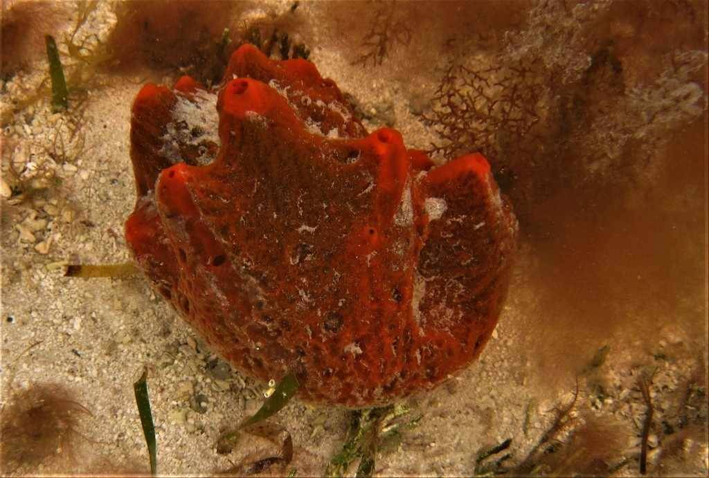 Biota Laut