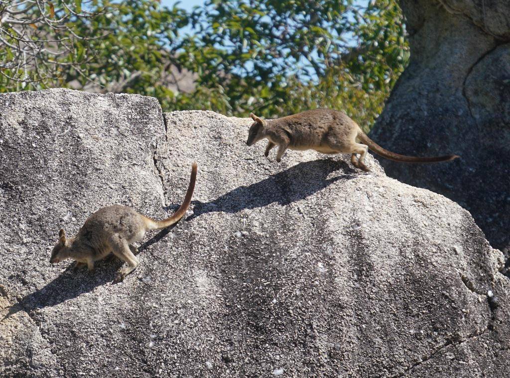 Mareeba Rock Wallaby