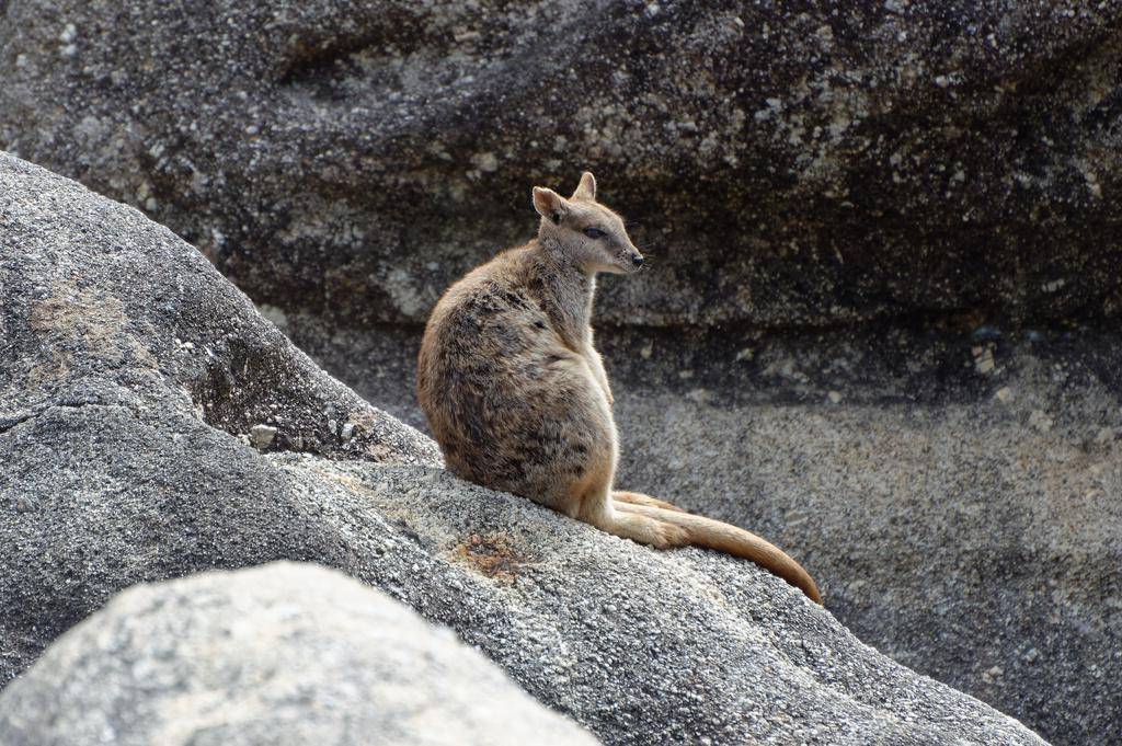 Mareeba Rock Wallaby