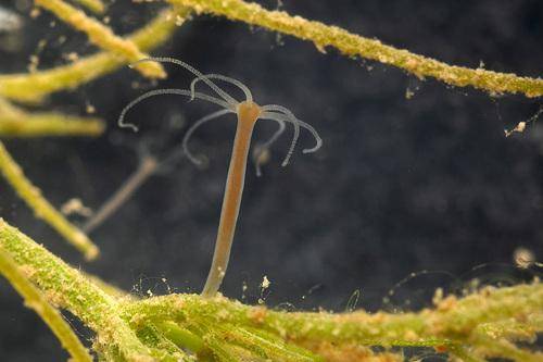 Biota Laut