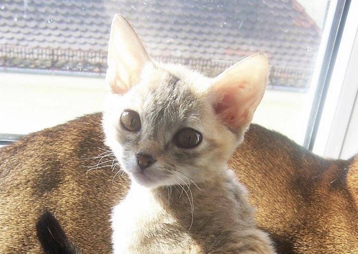 kucing German Rex (commons.wikimedia.org/M.Gerver)