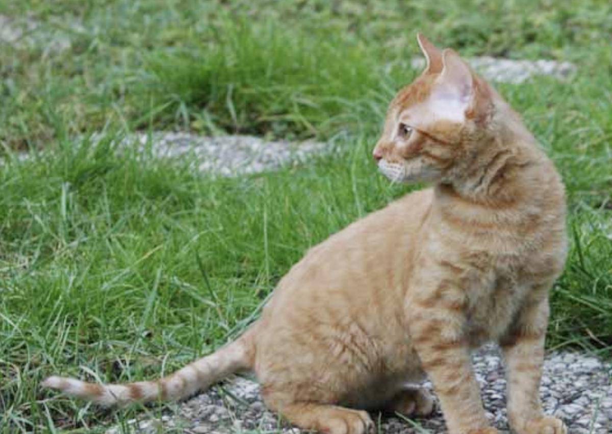 kucing German Rex (commons.wikimedia.org/M.Gerver)