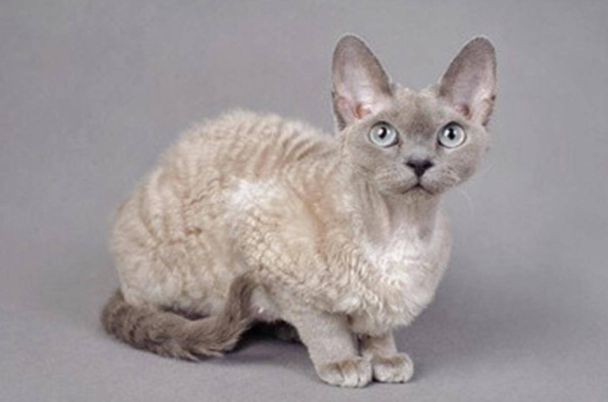 kucing German Rex (dok. holidogtimes.com)