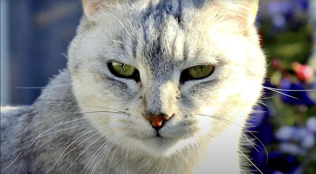 kucing Burmilla