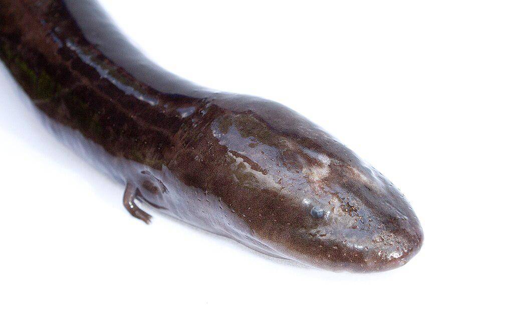 Amphiuma