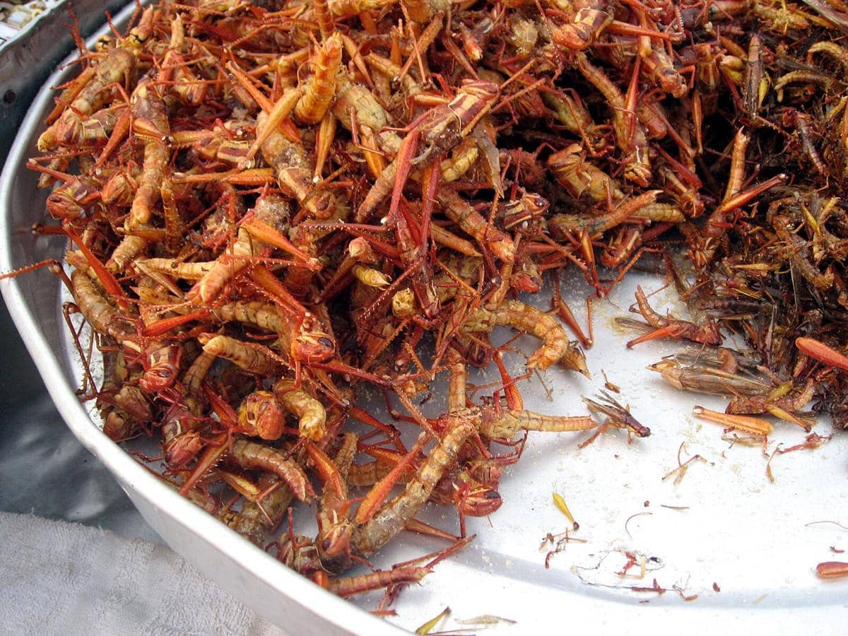Potret belalang goreng