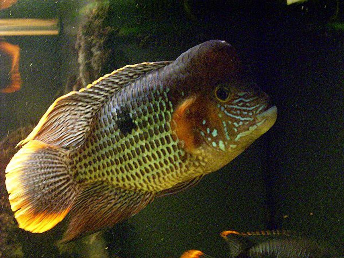 Ikan Green Terror