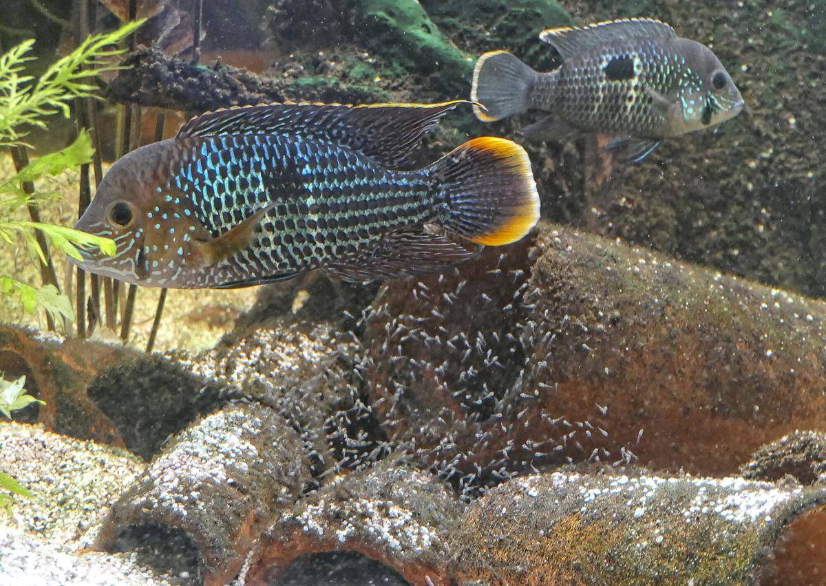 Ikan Green Terror