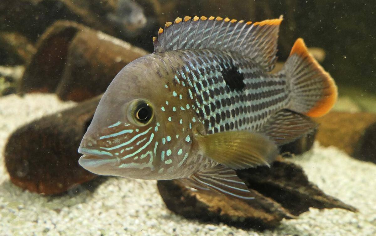 Ikan Green Terror