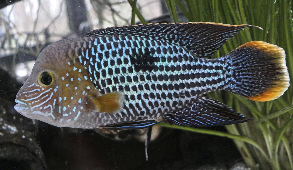 Ikan Green Terror