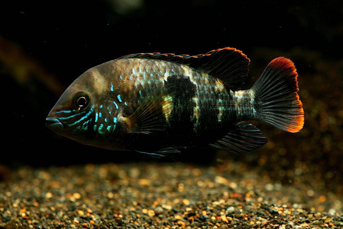 Ikan Green Terror