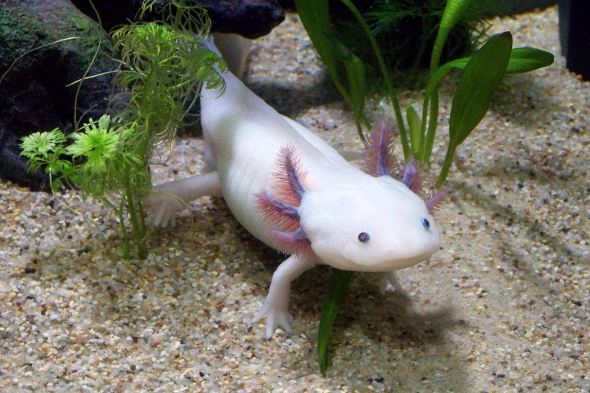 Axolotl