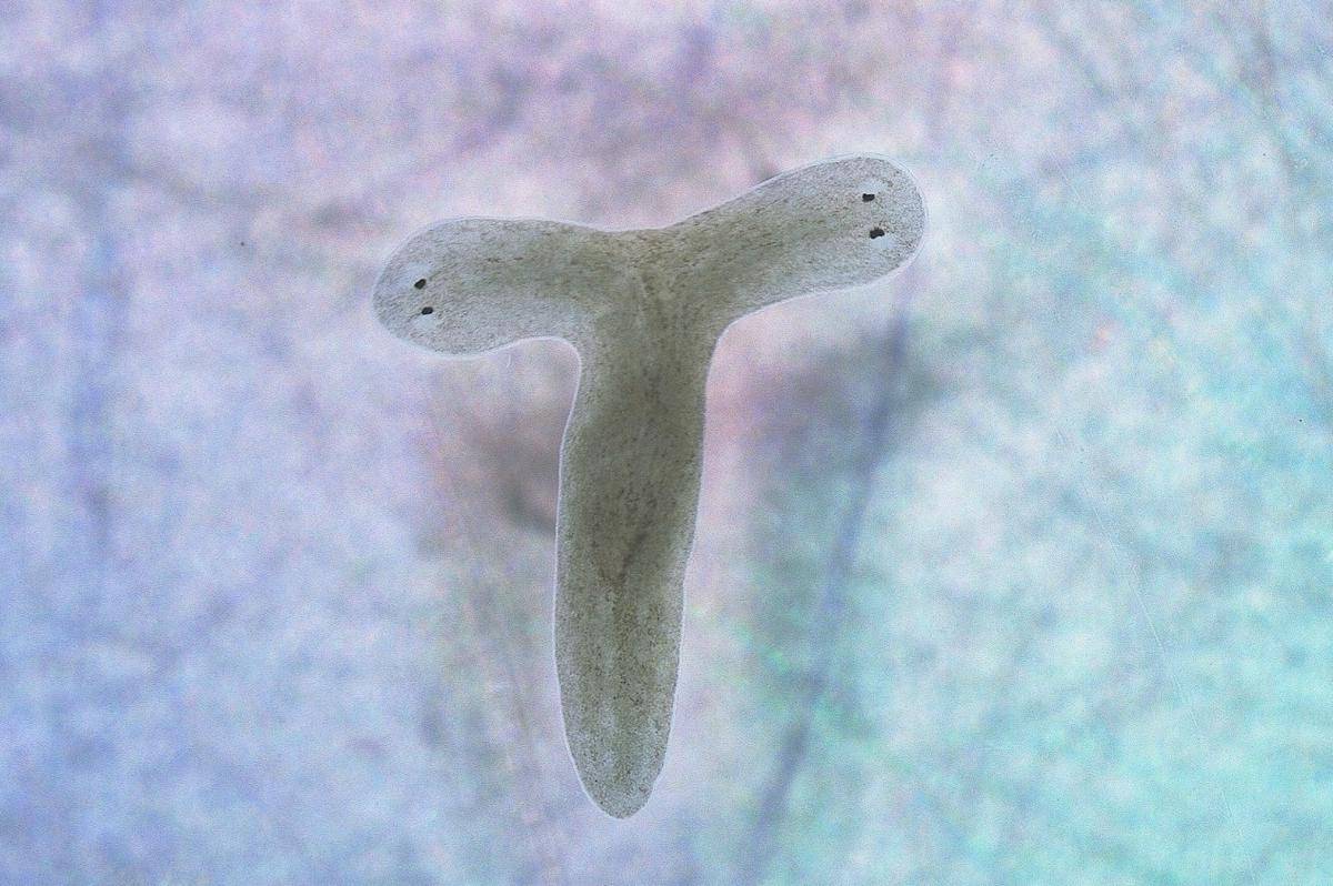 Planaria
