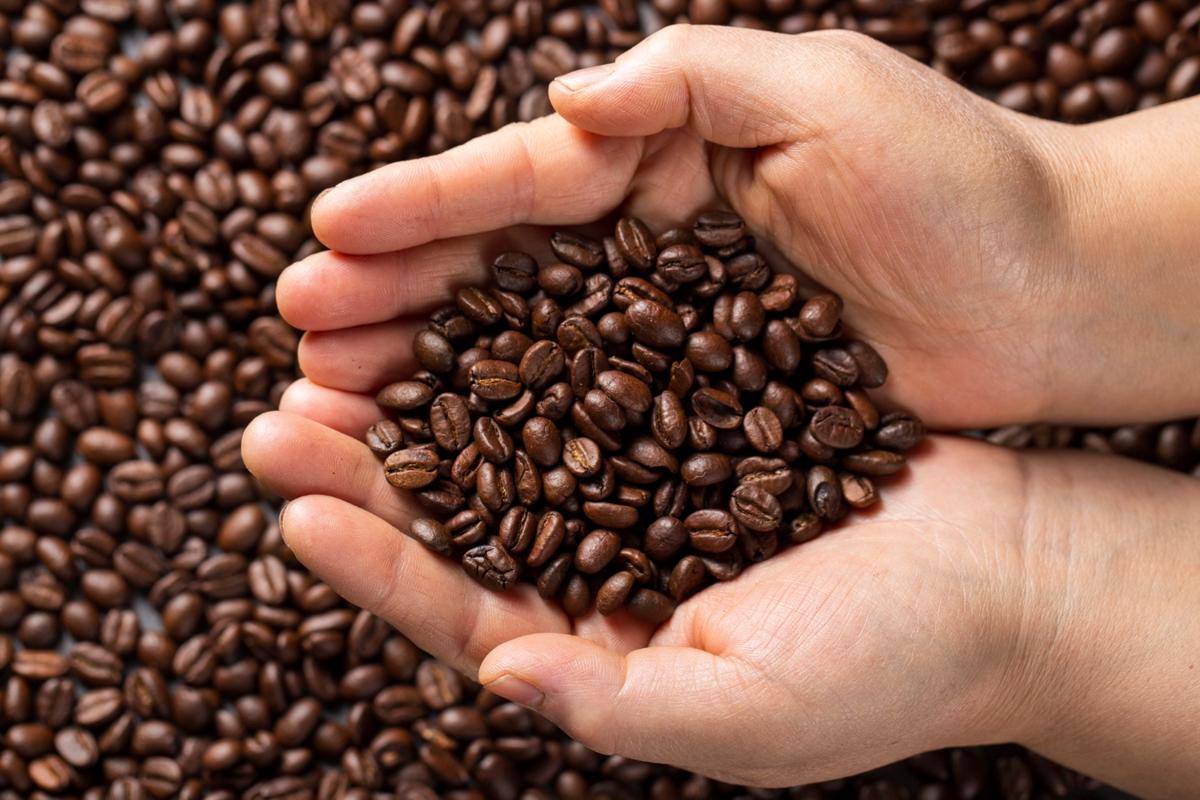 Ilustrasi biji kopi. (Freepik.com/freepik)