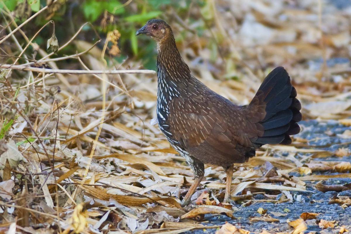 Grey Junglefowl