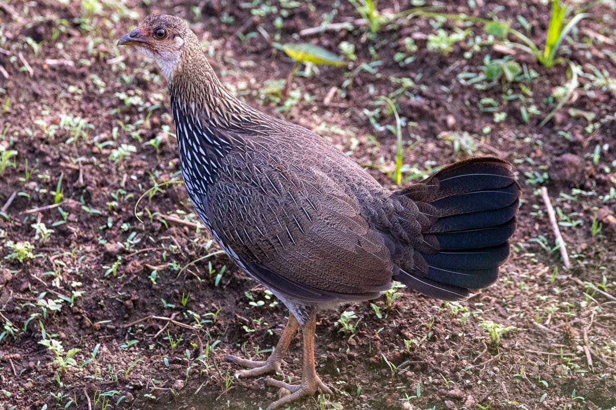 Grey Junglefowl