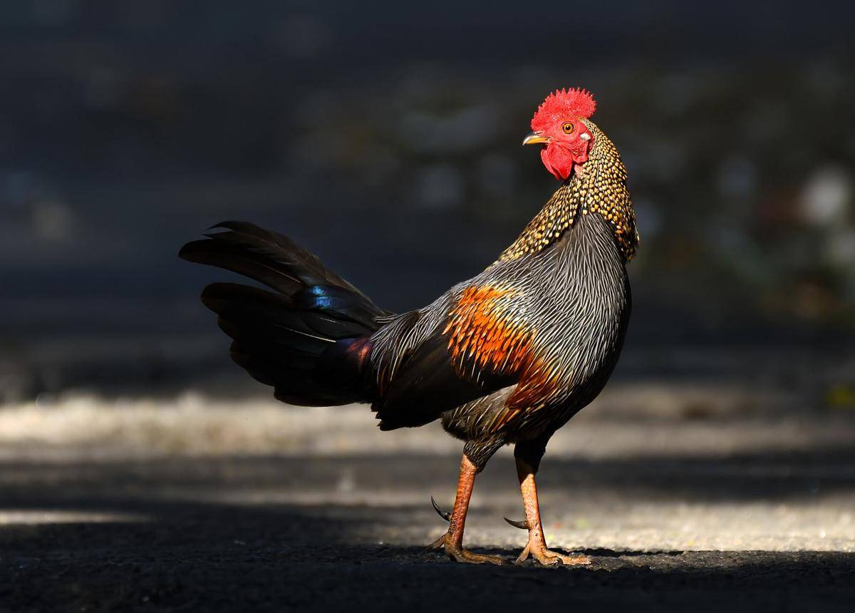 Grey Junglefowl