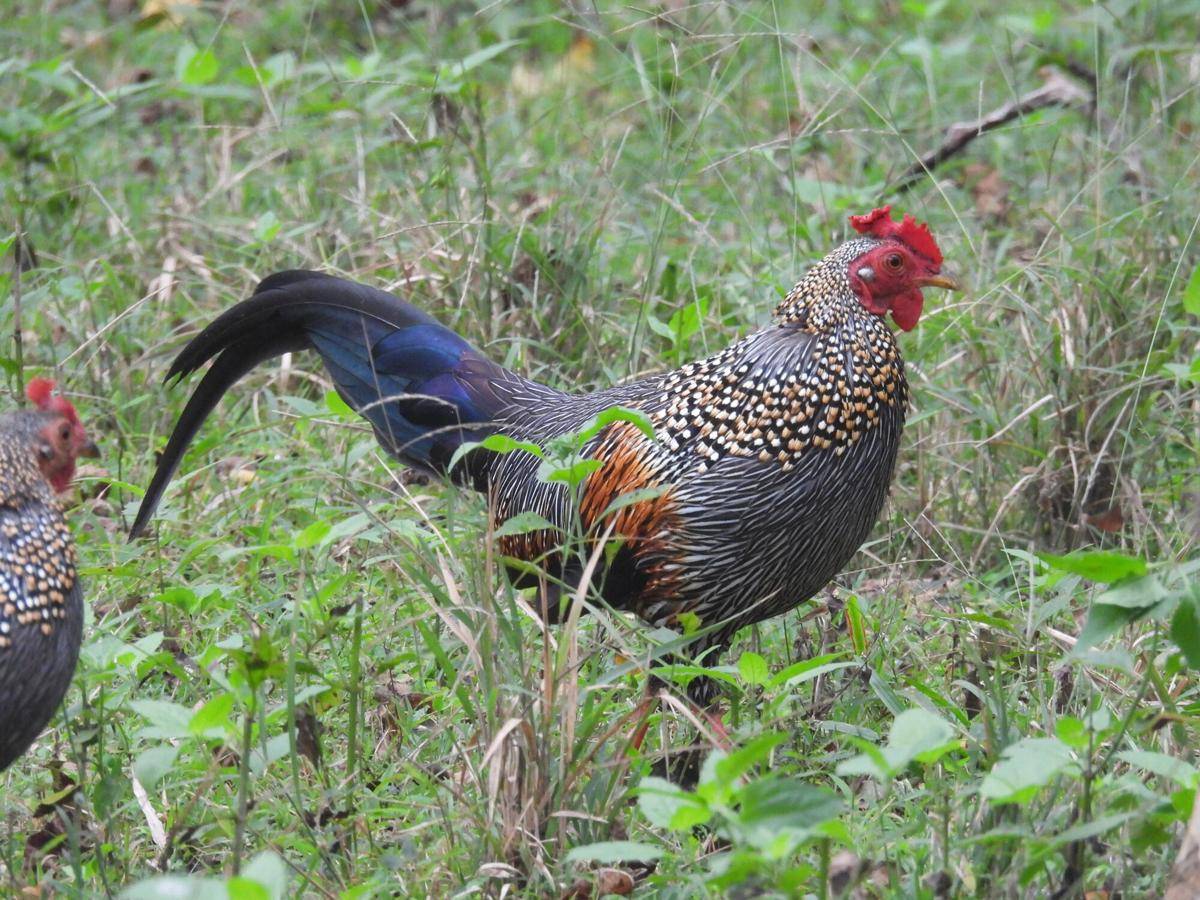 Grey Junglefowl