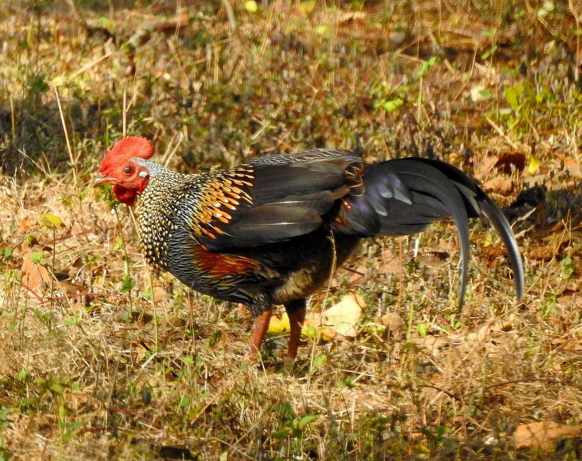 Grey Junglefowl