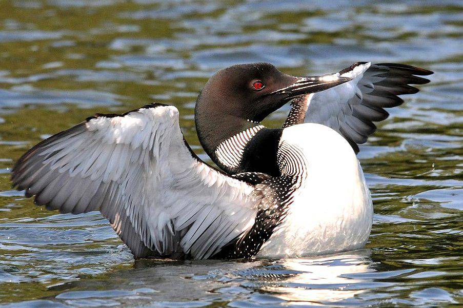 burung common loon merentangkan sayap (commons.wikimedia.org/Seney Natural History Association)