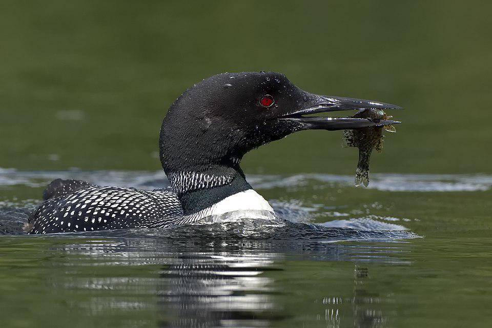 burung common loon dengan ikan hasil tangkapan (commons.wikimedia.org/Bert de Tilly)