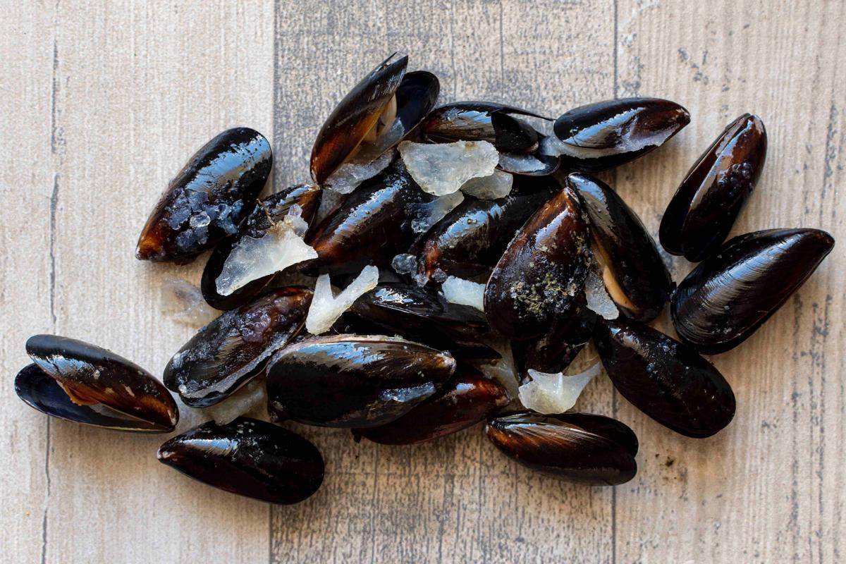 ilustrasi kerang (freepik.com/freepik)