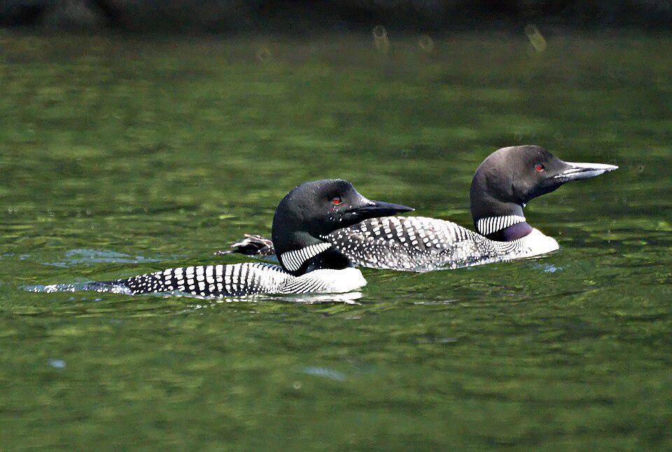 sepasang burung common loon (commons.wikimedia.org/Mike's Birds)