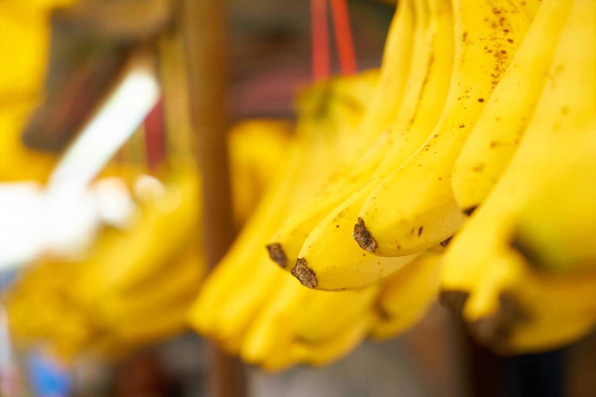 ilustrasi buah pisang