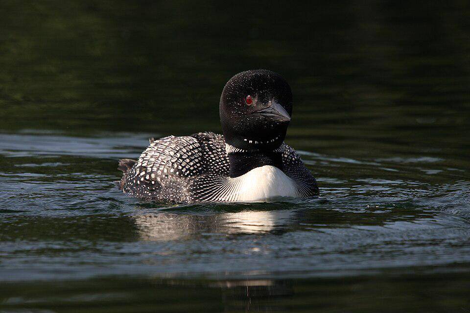 burung common loon berenang (commons.wikimedia.org/Cephas)