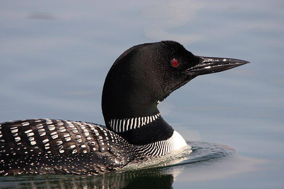 tampak dekat burung common loon (commons.wikimedia.org/Cephas)