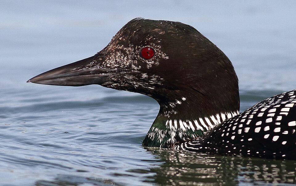 tampak dekat burung common loon (commons.wikimedia.org/ADJ82)