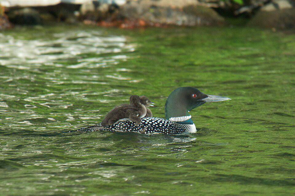 Burung common loon berenang sambil menggendong anak. (commons.wikimedia.org/Pete Markham)