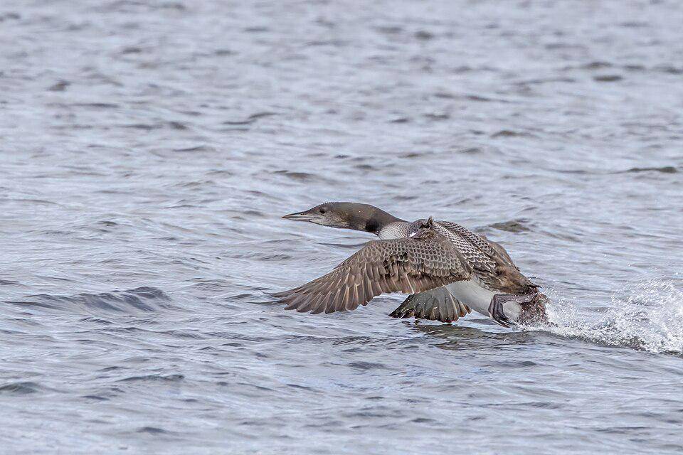 burung common loon remaja lepas landas (commons.wikimedia.org/Charles J. Sharp)