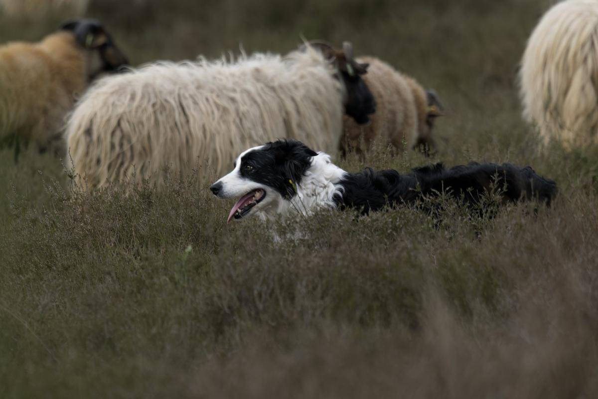 ilustrasi herding dog alias anjing penggembala
