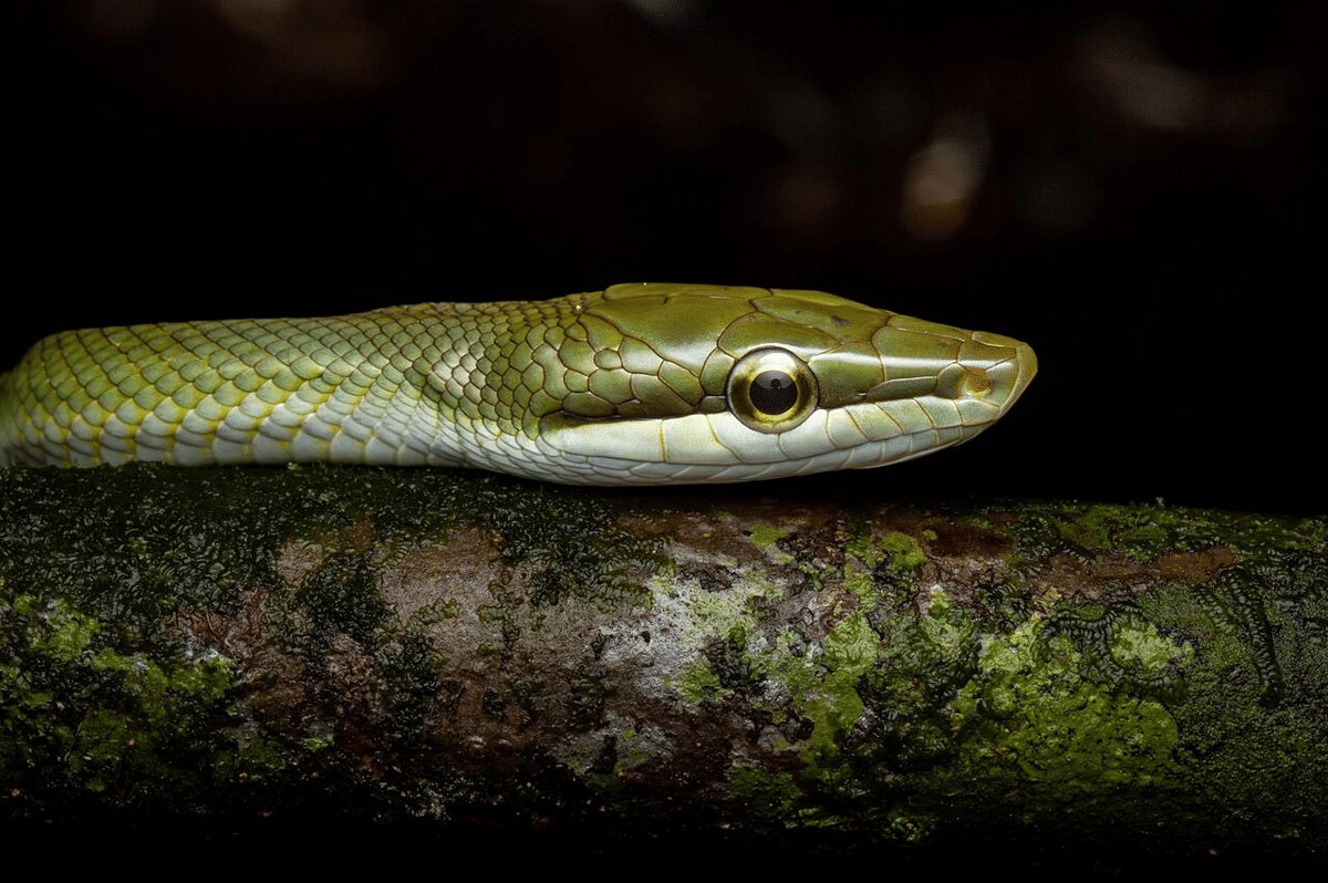 ular bajing (commons.wikimedia.org/Philipp Hoenle)