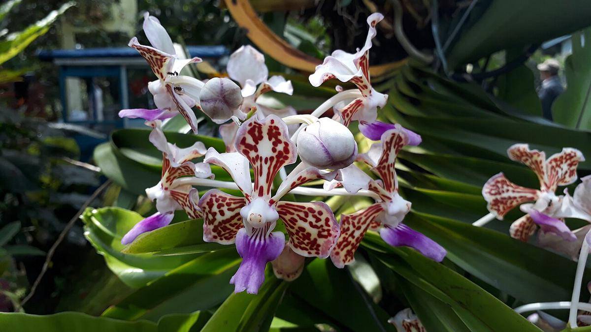 Bunga_anggrek_Vanda_tricolor.jpg