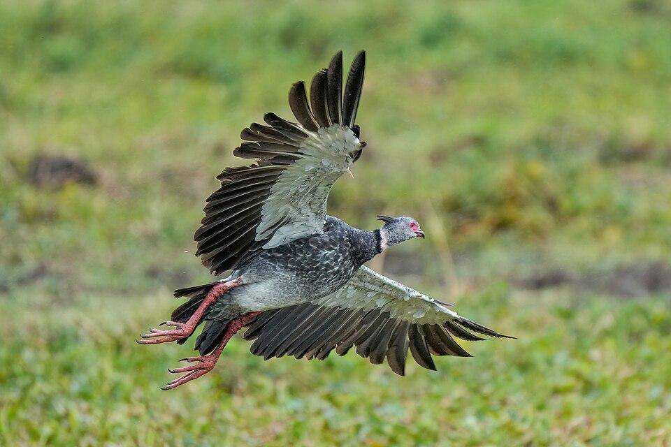 tampilan burung penjerit saat terbang (commons.wikimedia.org/Giles Laurent)