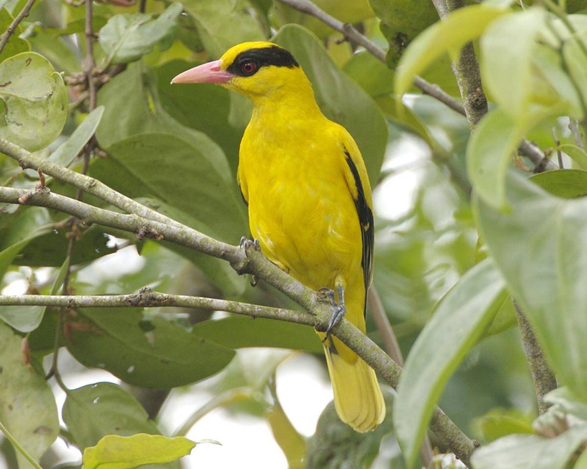 Burung Kepodang Kuduk-hitam