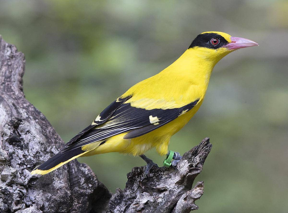 Burung Kepodang Kuduk-hitam