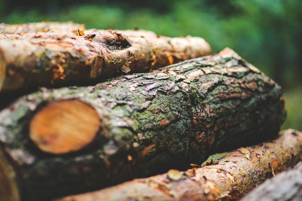 Ilustrasi aroma woody (pexels.com/Karolina Grabowska)