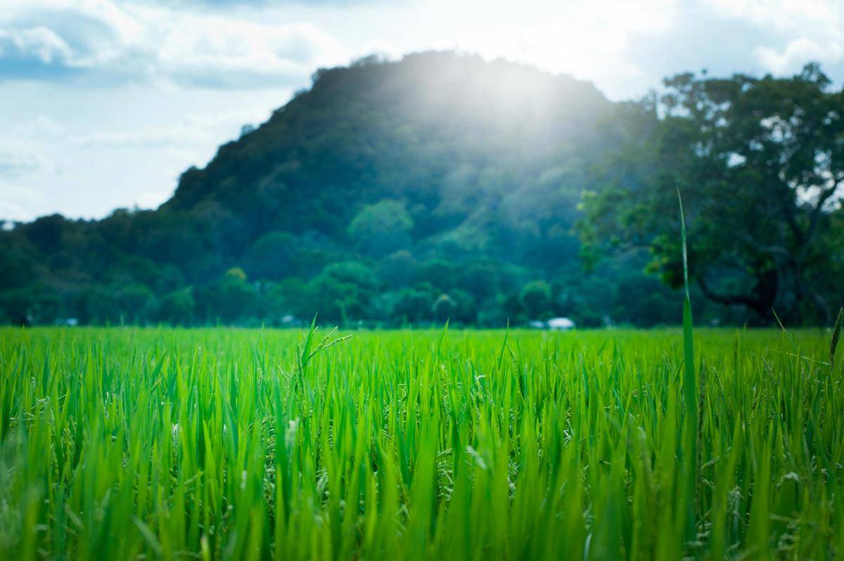 Ilustrasi aroma green (pexels.com/Atlantic Ambience)
