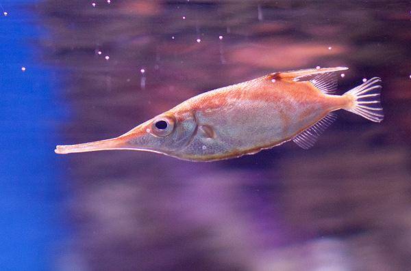 Ikan Snipe Duri Panjang