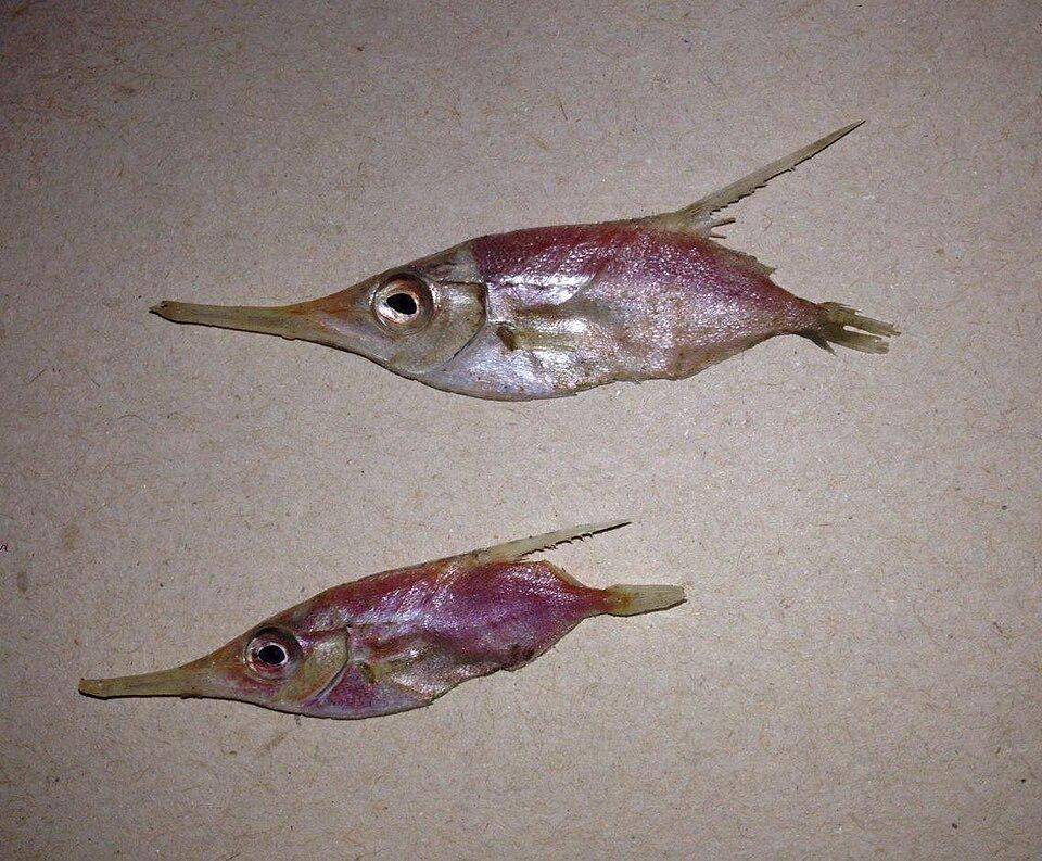 Ikan Snipe Duri Panjang