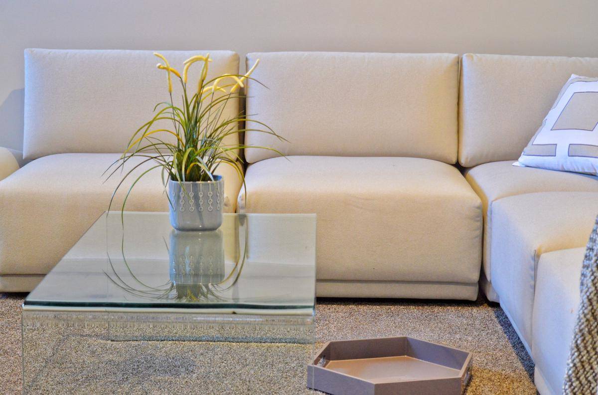 ilustrasi tanaman hias spider plant mini