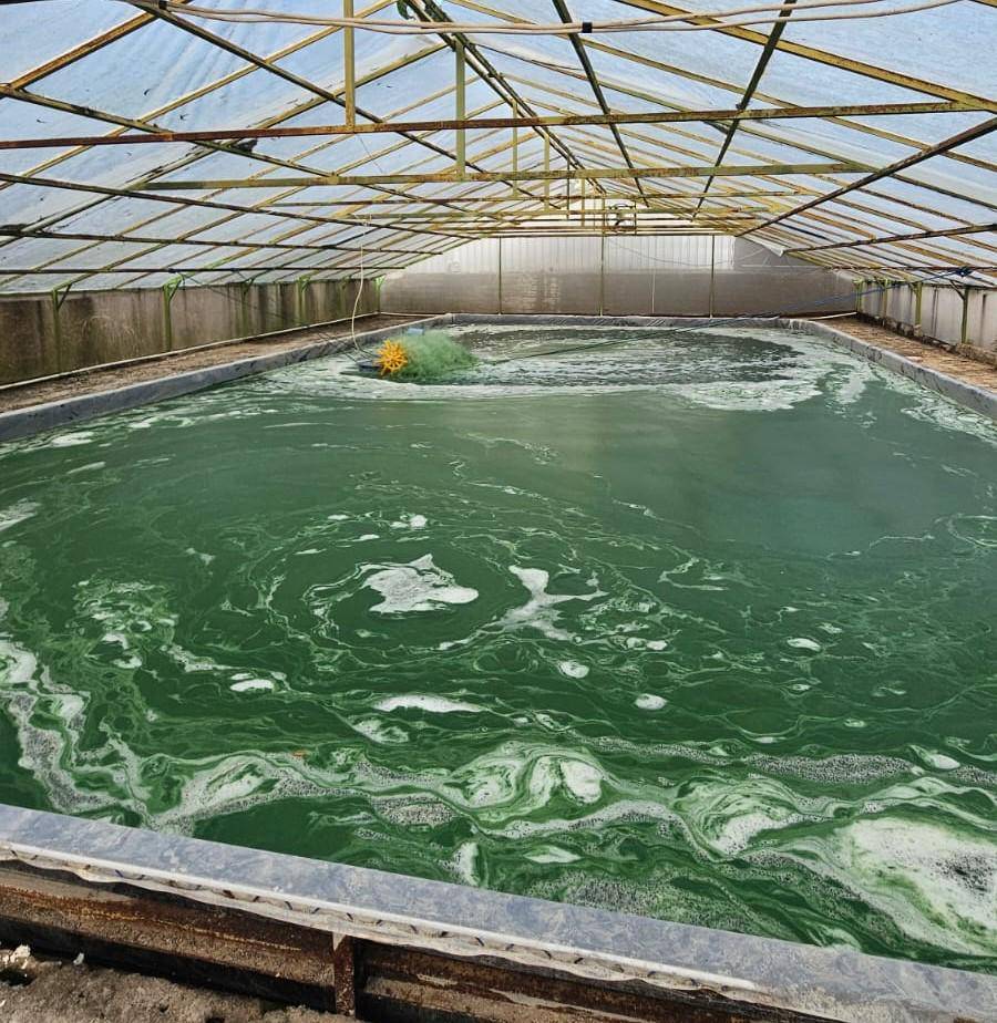 ilustrasi microalgae (dok. Semen Merah Putih)