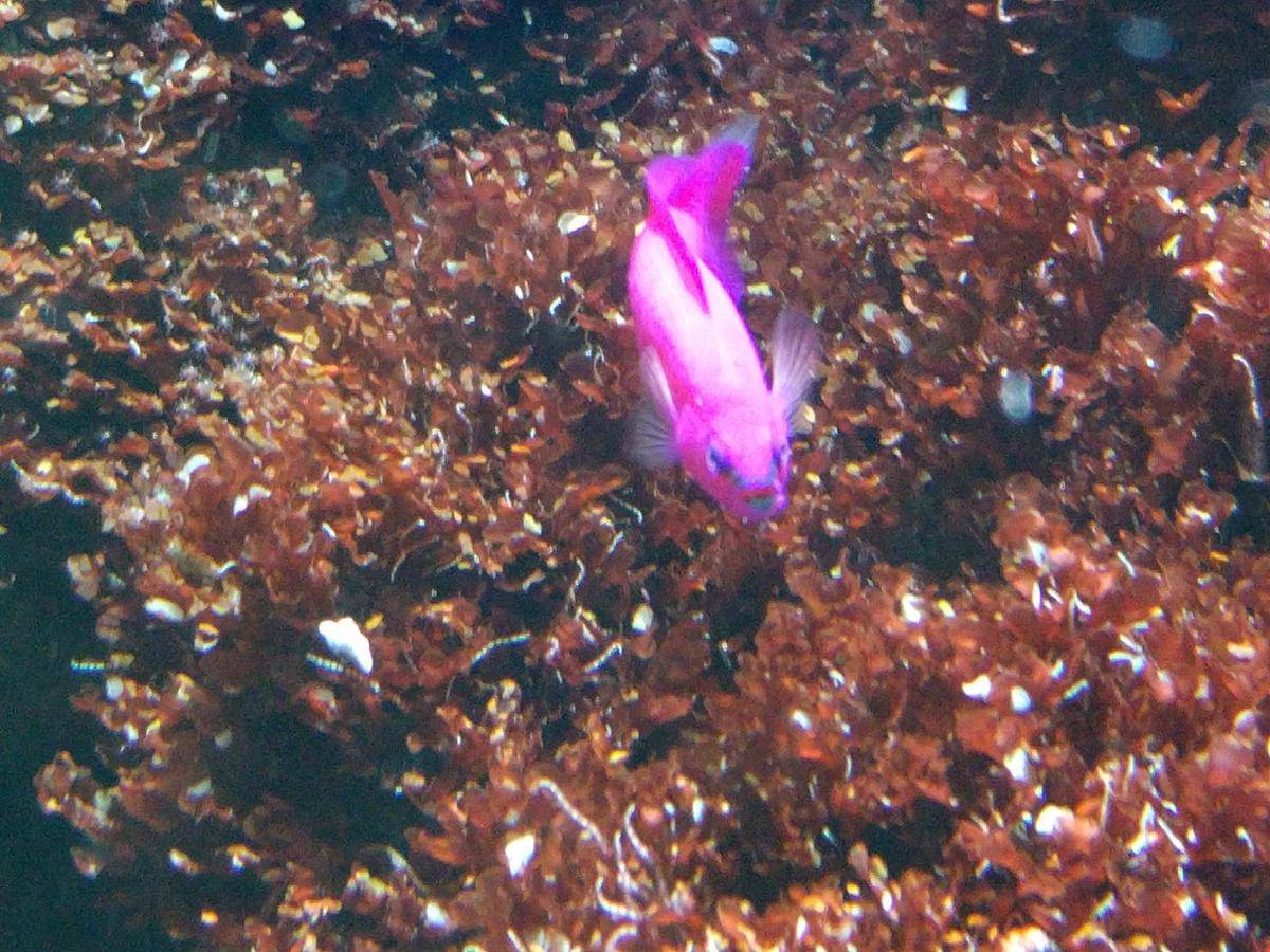 Orchid Dottyback