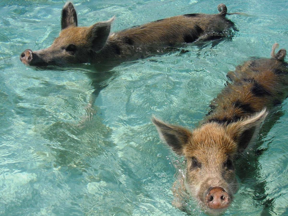 Pig Beach