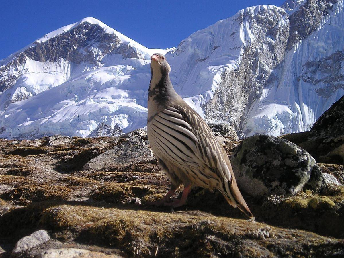 Tibetan Snowcock