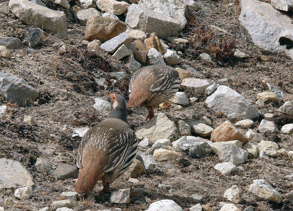 Tibetan Snowcock